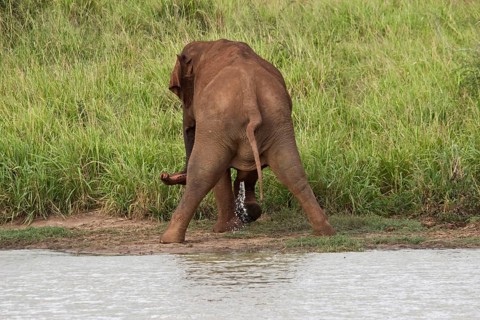 Asian elephant