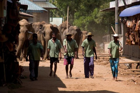 Asian elephant