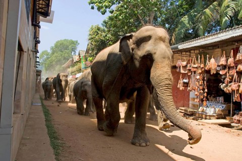 Asian Elephant