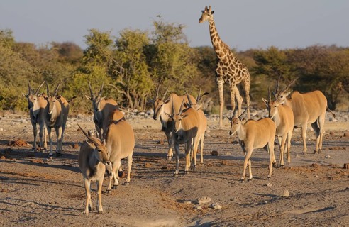 Tragelaphus oryx