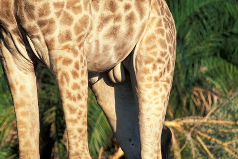 Giraffes