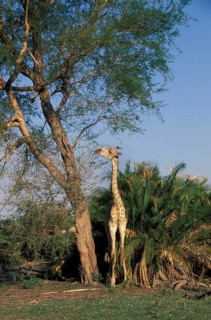 Giraffes