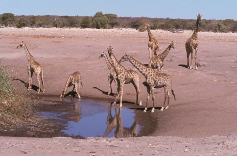 Giraffes