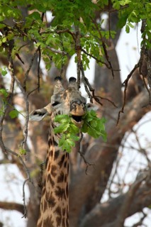 Thornicroft's Giraffe