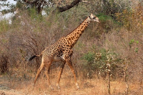 Thornicroft's Giraffe