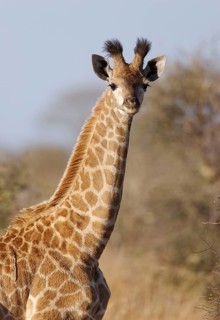 Giraffes