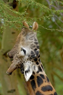 Giraffes