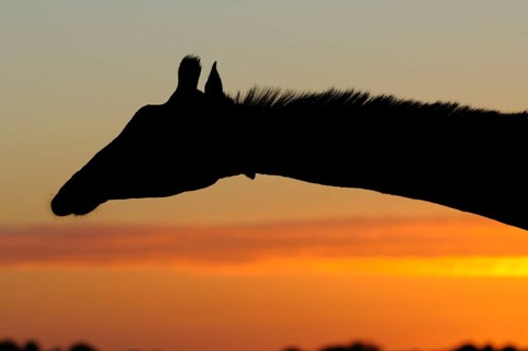 Southern southern giraffe