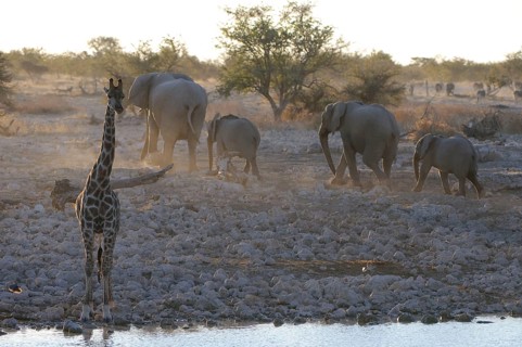 Giraffes