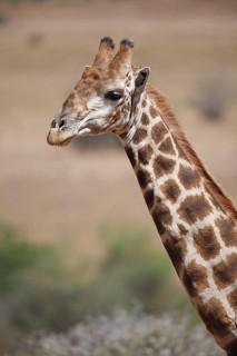 Southern giraffe
