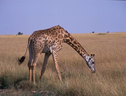 Masai Giraffe
