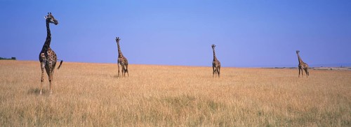 Masai Giraffe