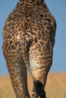 Masai Giraffe