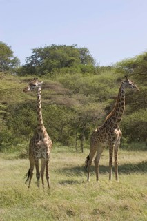 Masai Giraffe