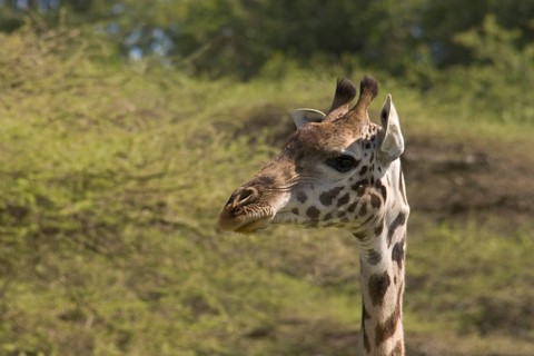 Masai Giraffe