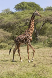 Masai Giraffe
