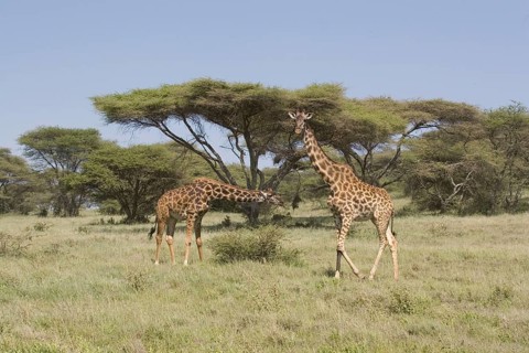 Masai Giraffe