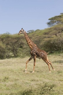 Masai Giraffe