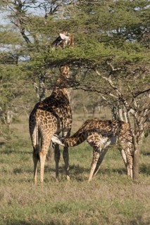 Masai Giraffe