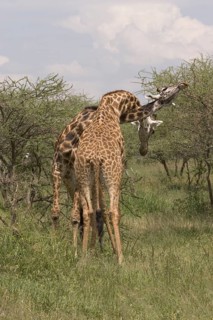 Masai Giraffe
