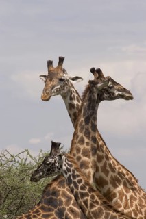 Masai Giraffe