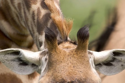 Masai Giraffe