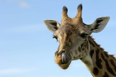 Masai giraffe