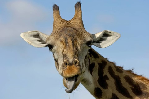 Masai Giraffe