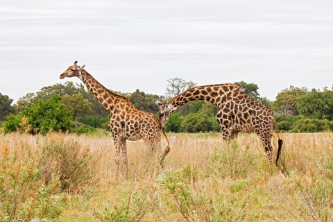 Masai giraffe