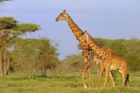 Masai giraffe