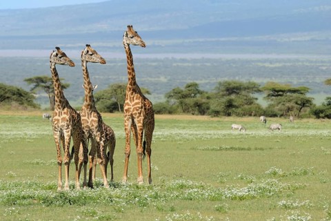 Masai giraffe