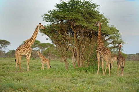 Masai giraffe