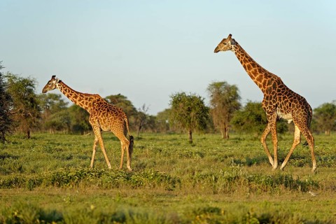 Masai giraffe