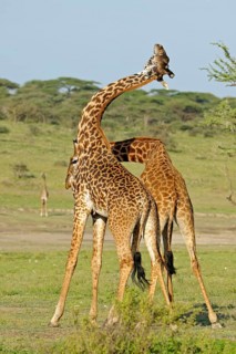 Masai giraffe