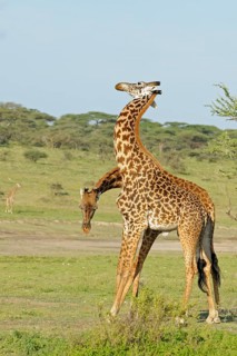 Masai giraffe