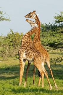 Masai giraffe
