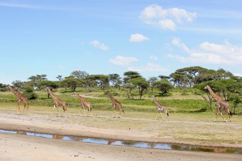 Masai giraffe