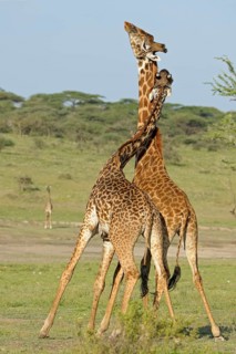 Masai giraffe