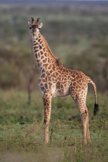 Masai giraffe