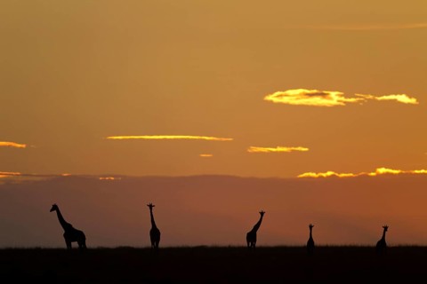 Masai giraffe