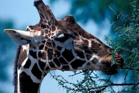 Reticulated giraffe