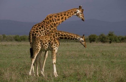 Rothschild's giraffe