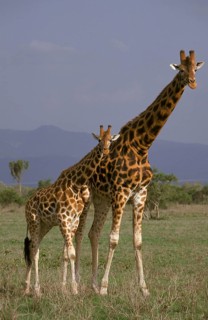 Rothschild's giraffe