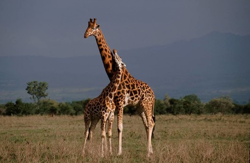 Rothschild's giraffe