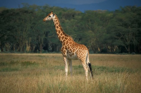 Rothschild's giraffe