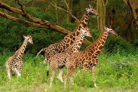 Rothschild's Giraffe