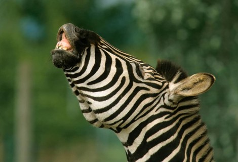 Burchell's plains zebra