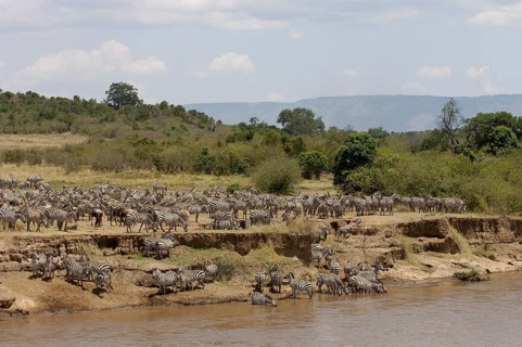 Herd of plains zebra