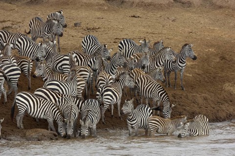 Herd of plains zebra
