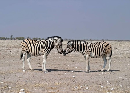 Common plains zebra